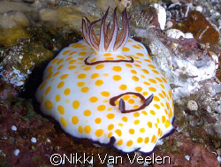 Ringed chromodorid taken at Shark Observatory, Ras Mohame... by Nikki Van Veelen 